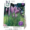 Akssøyleblomst