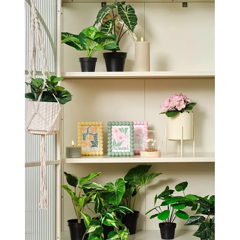 Alocasia