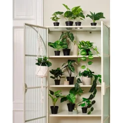 Alocasia
