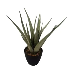 Aloe vera plante