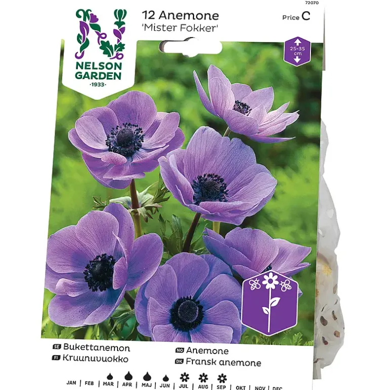 Anemone