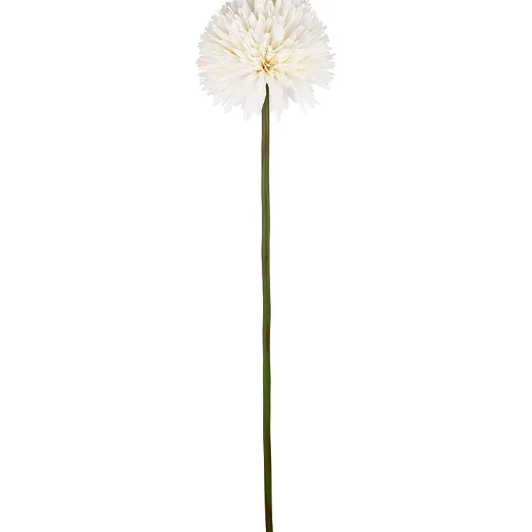 Aster/Callistephus