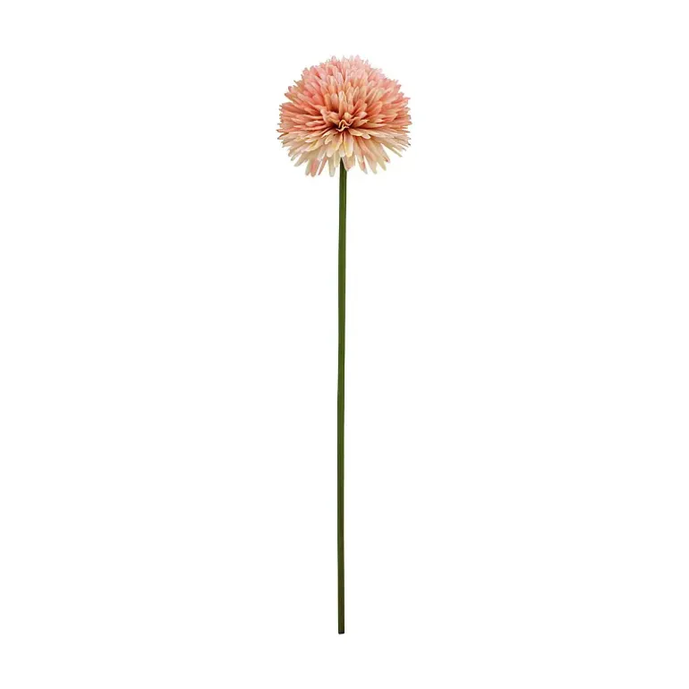 Aster/Callistephus