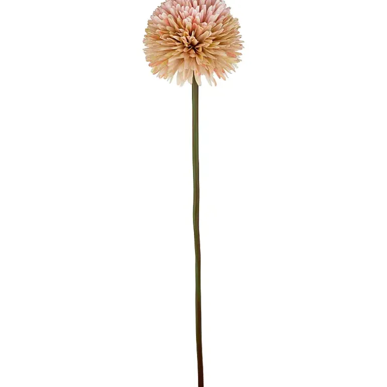 Aster/Callistephus