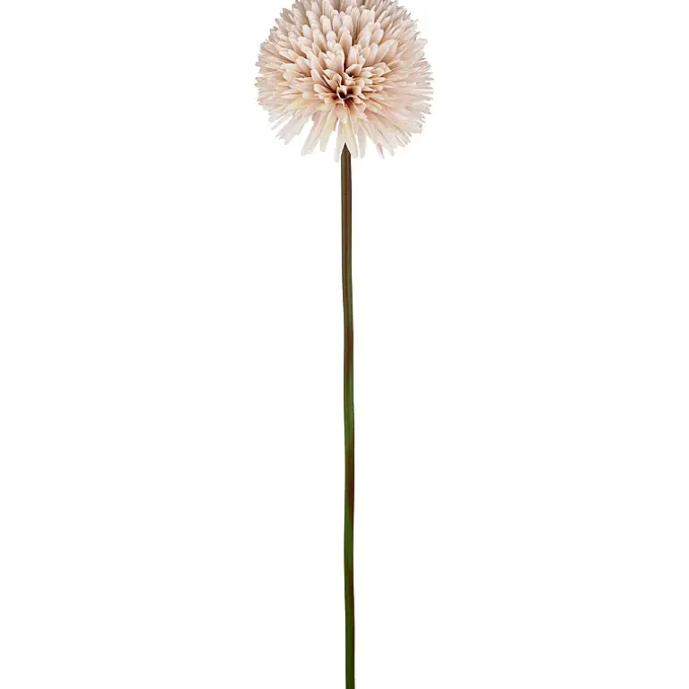 Aster/Callistephus