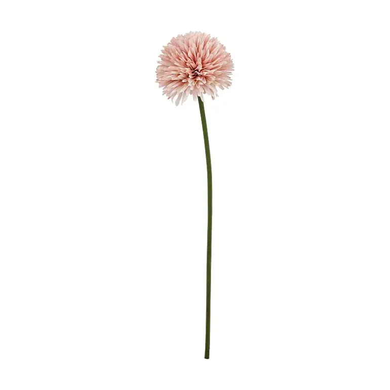 Aster/Callistephus