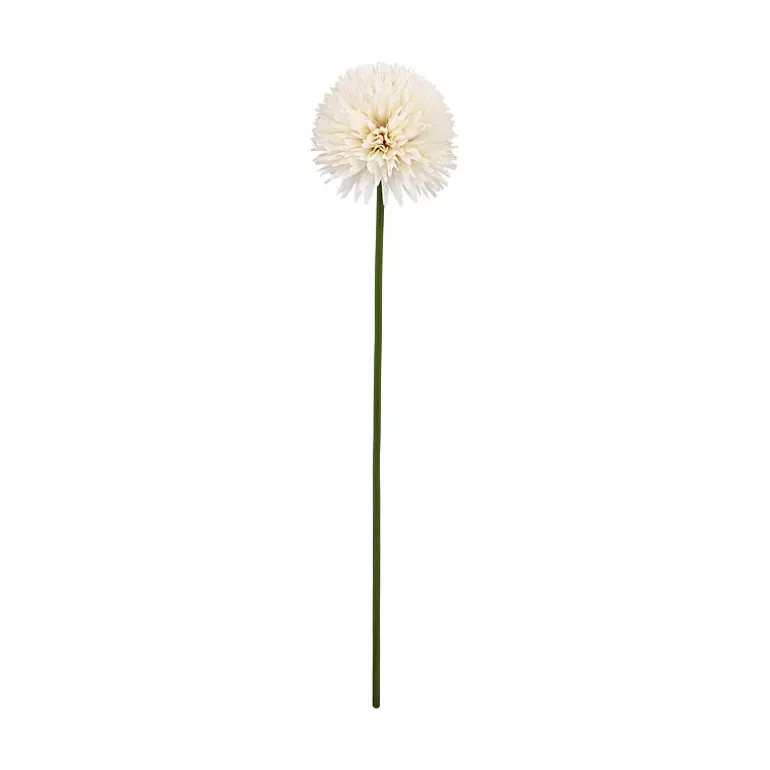 Aster/Callistephus