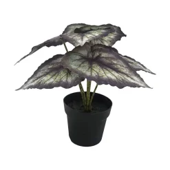Begonia Rex