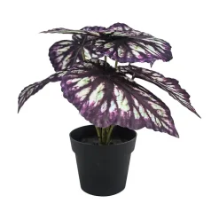 Begonia Rex