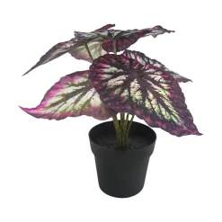 Begonia Rex