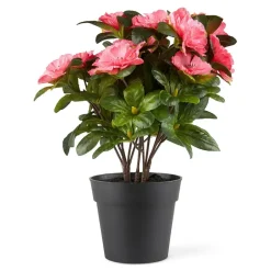 Belgisk Azalea