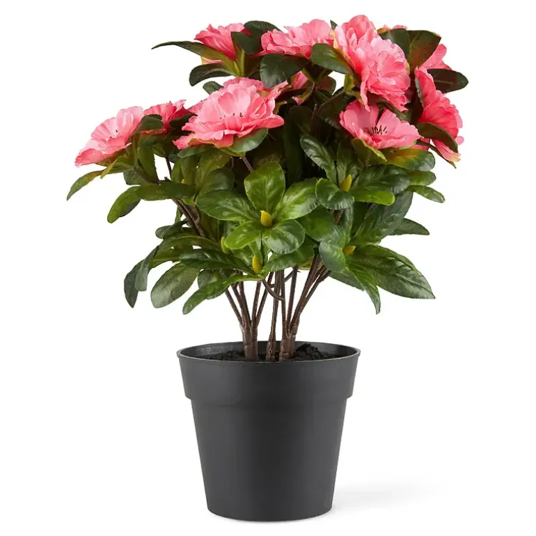 Belgisk Azalea