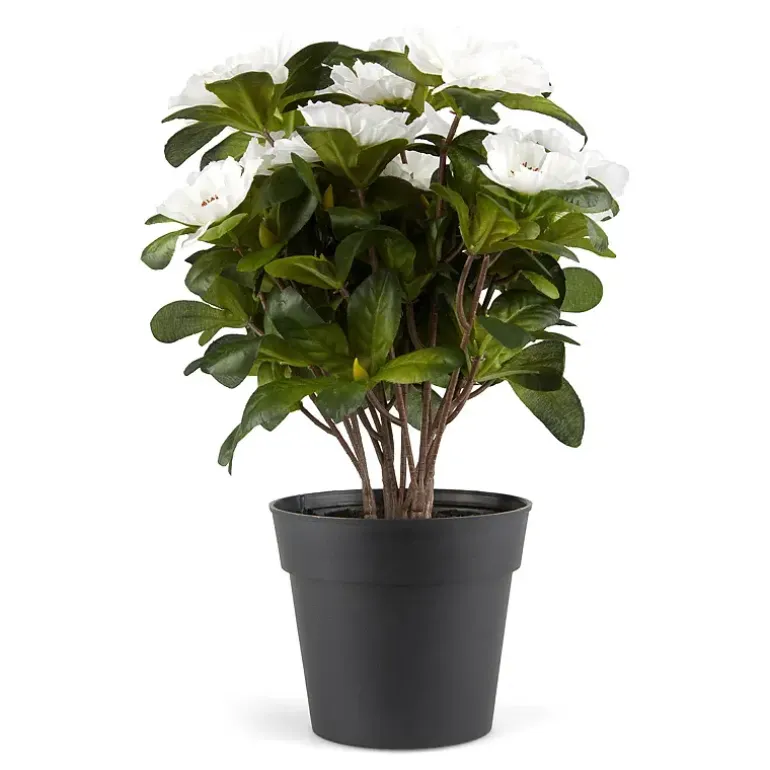 Belgisk Azalea