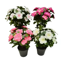 Belgisk Azalea