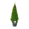 Buxus