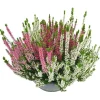 Calluna