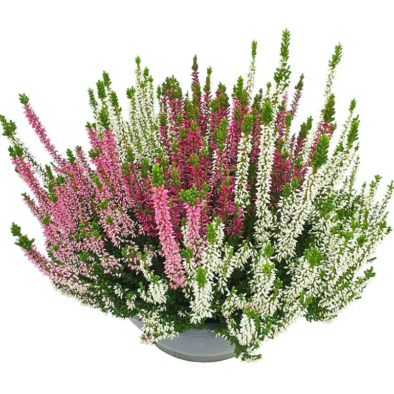 Calluna