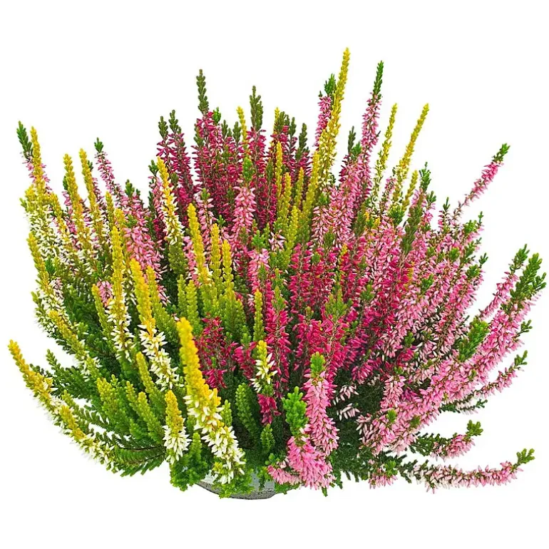 Calluna