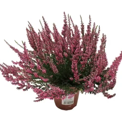 Calluna