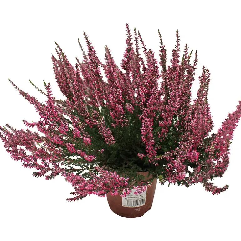 Calluna