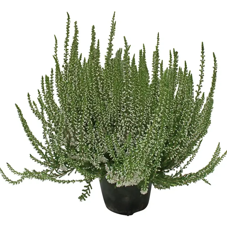 Calluna