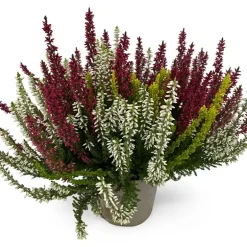 Calluna