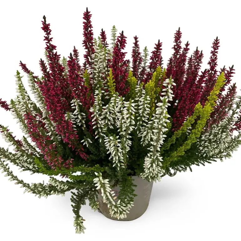 Calluna