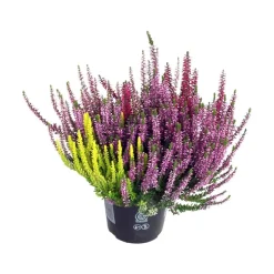 Calluna