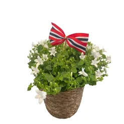 Campanula i kurv