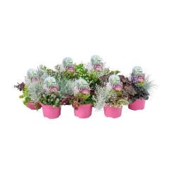 Color your garden