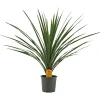 Cordyline palme