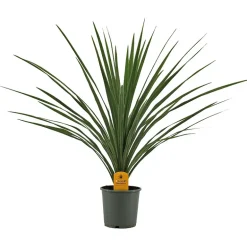Cordyline palme