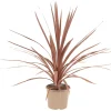 Cordyline palme