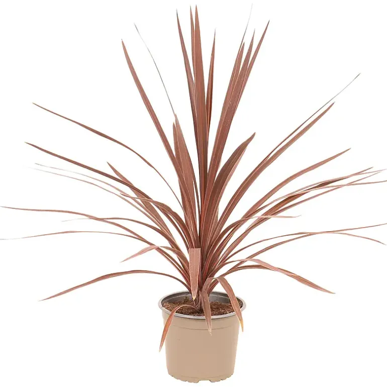 Cordyline palme