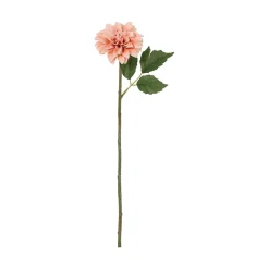 Dahlia