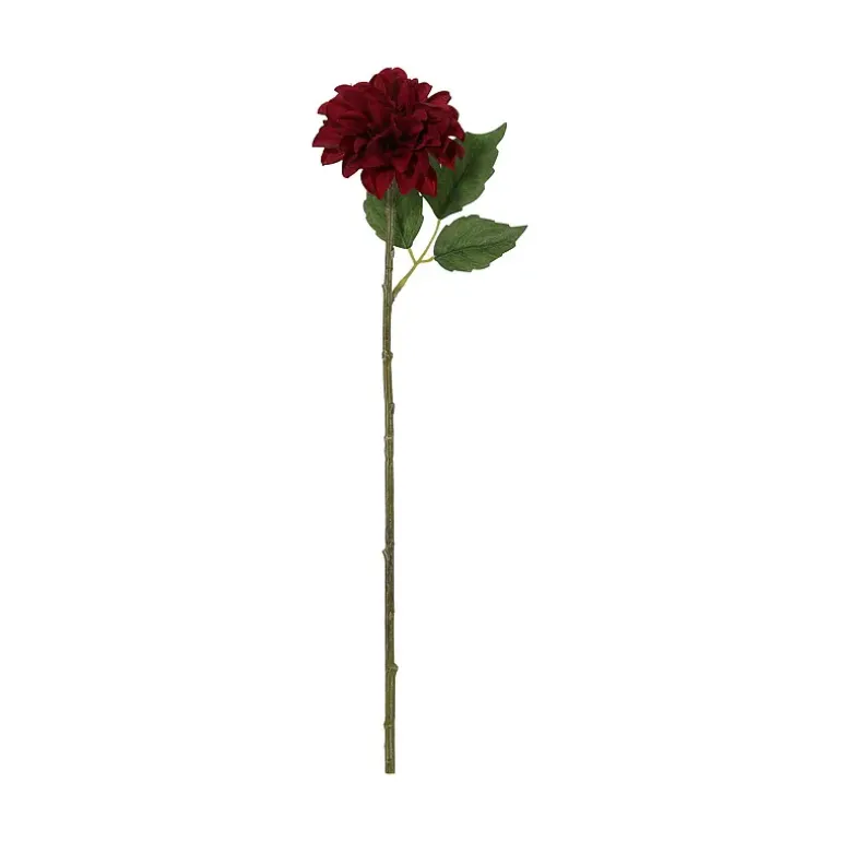 Dahlia