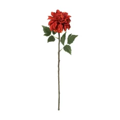 Dahlia
