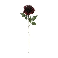 Dahlia