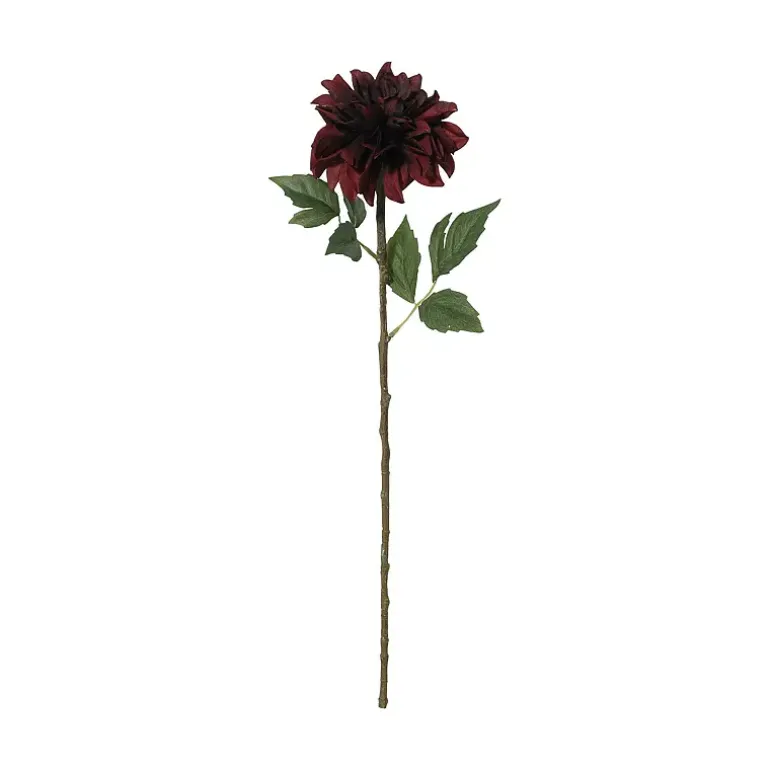 Dahlia