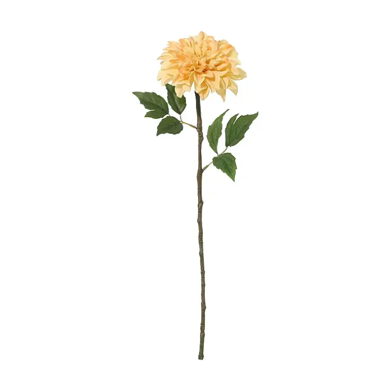 Dahlia