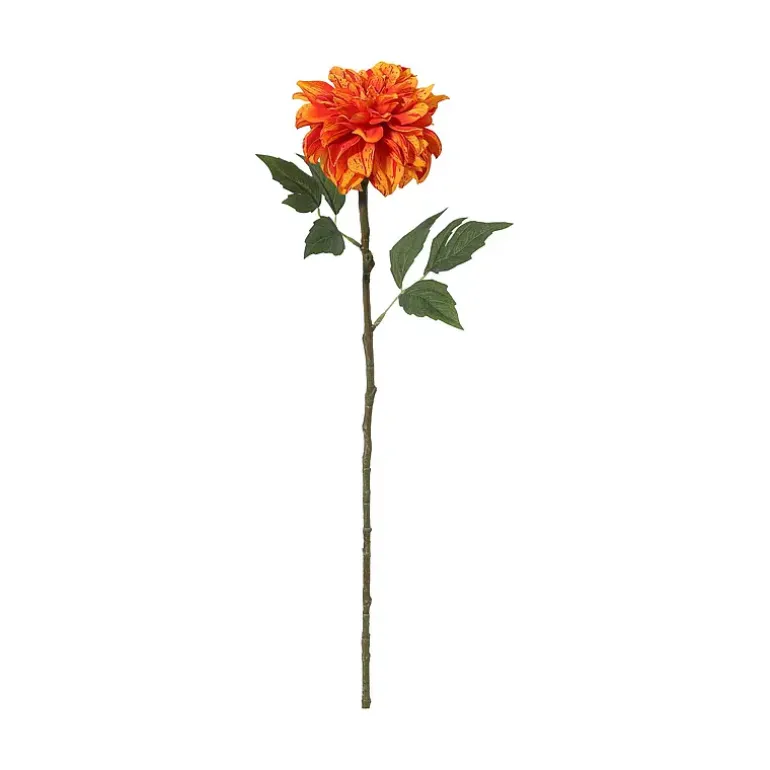 Dahlia