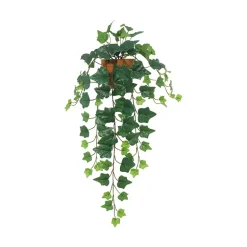Eføy hengeplante