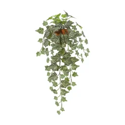 Eføy hengeplante