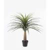 Elefantfot plante