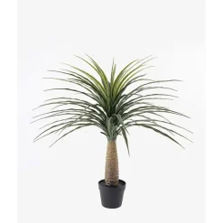 Elefantfot plante