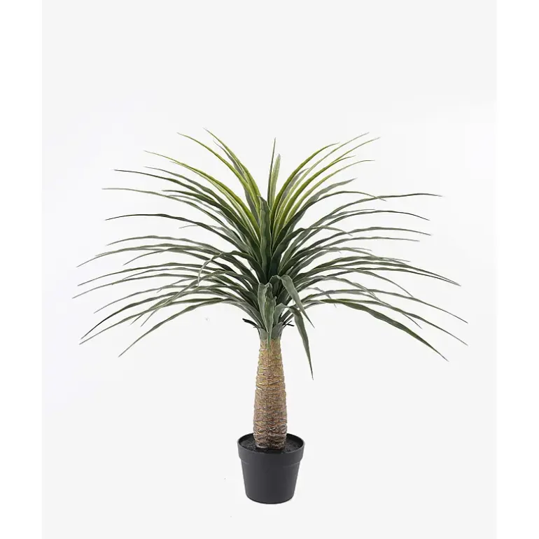 Elefantfot plante