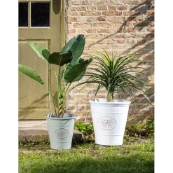 Elefantfot plante