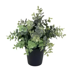 Eukalyptus Emerald