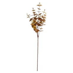 Eukalyptus gren