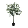 Eukalyptus tre